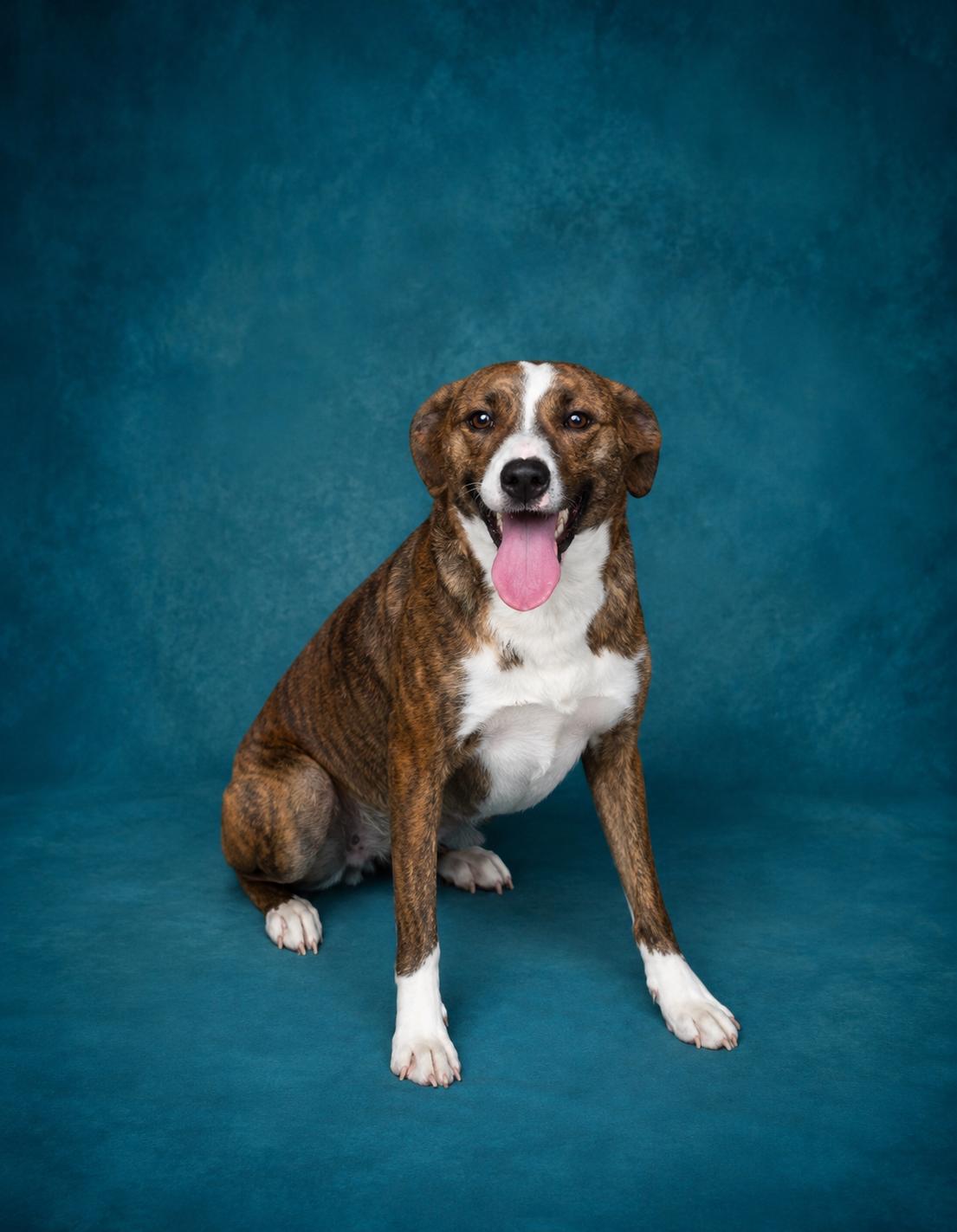 Enlarge Flower, a ADOPTABLE mixed breed in Heber Springs, AR image 3/3