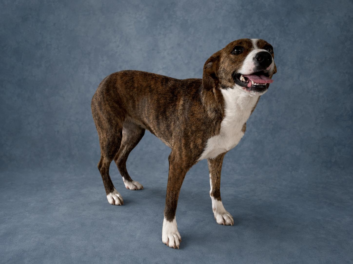 Enlarge Flower, a ADOPTABLE mixed breed in Heber Springs, AR image 1/3