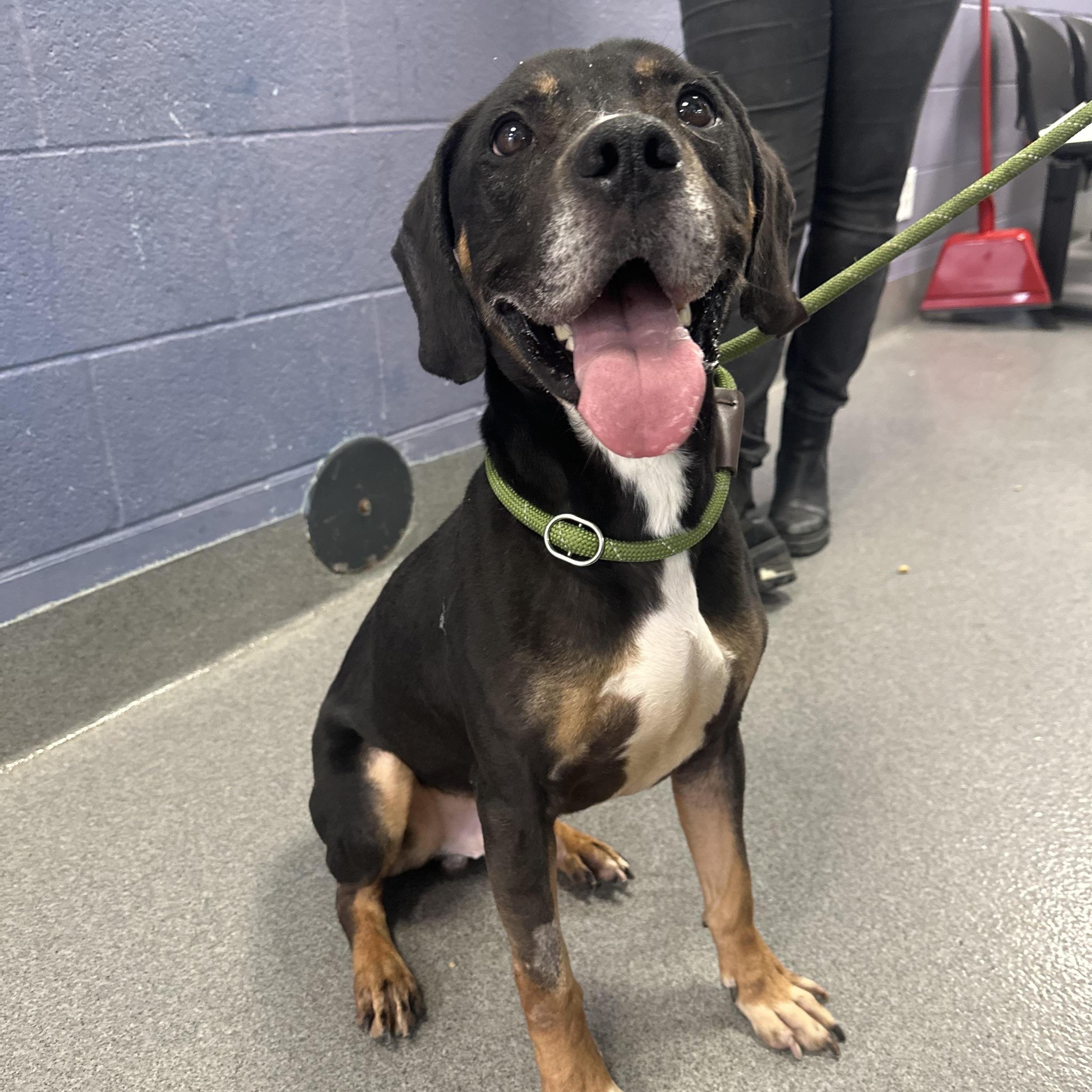 Oliver, a ADOPTABLE mixed breed in Oswego, IL image 2/5