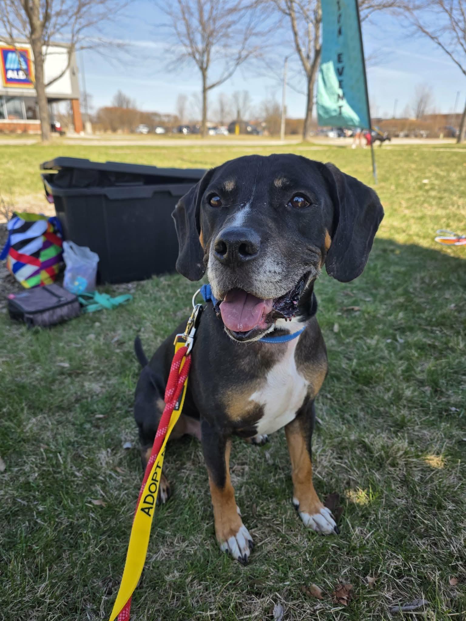 Oliver, ADOPTABLE, Adult Male Terrier & Hound.