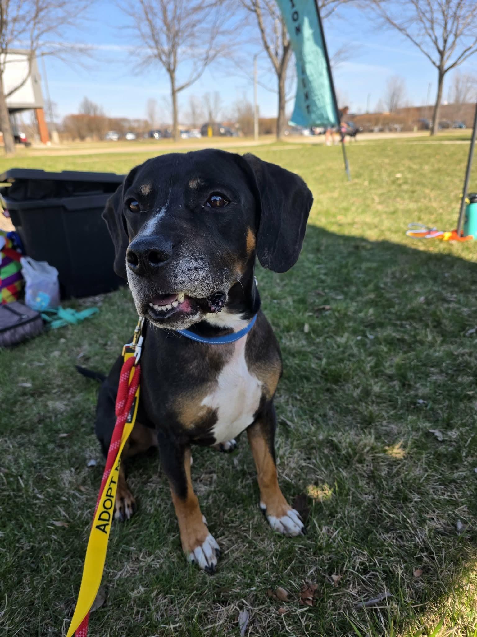 Oliver, a ADOPTABLE mixed breed in Oswego, IL image 5/5
