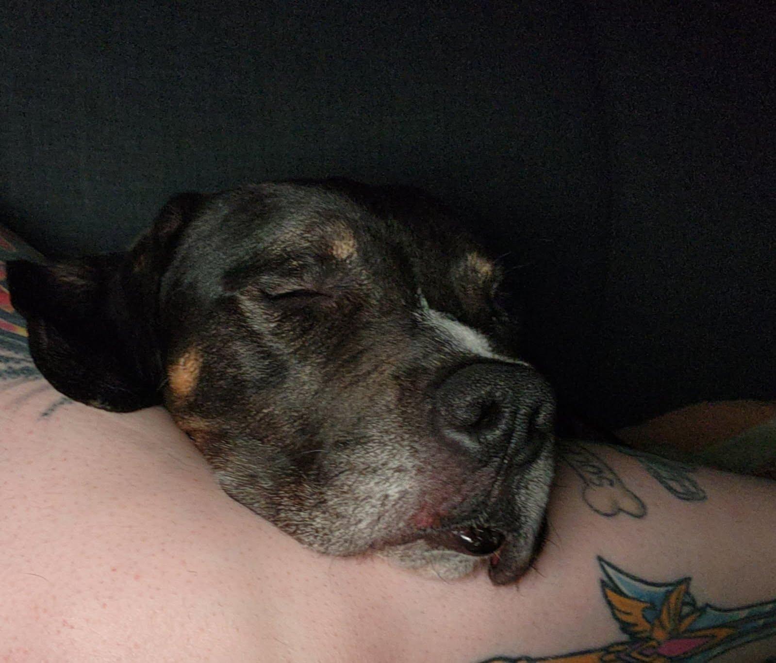 Oliver, a ADOPTABLE mixed breed in Oswego, IL image 4/5