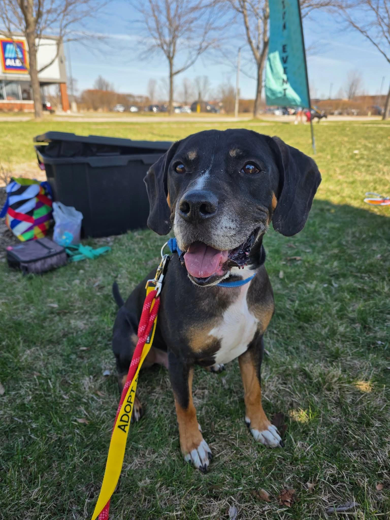 Oliver, a ADOPTABLE mixed breed in Oswego, IL image 3/5