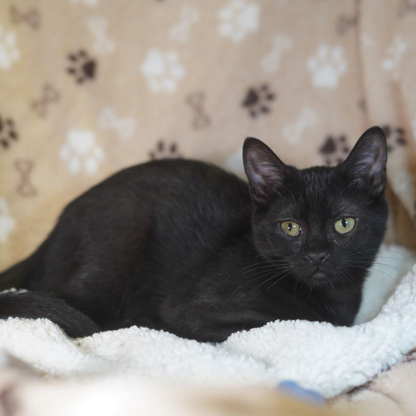 Enlarge Tweety Pie, a Adoptable Domestic Short Hair in Garland, TX image 1/3