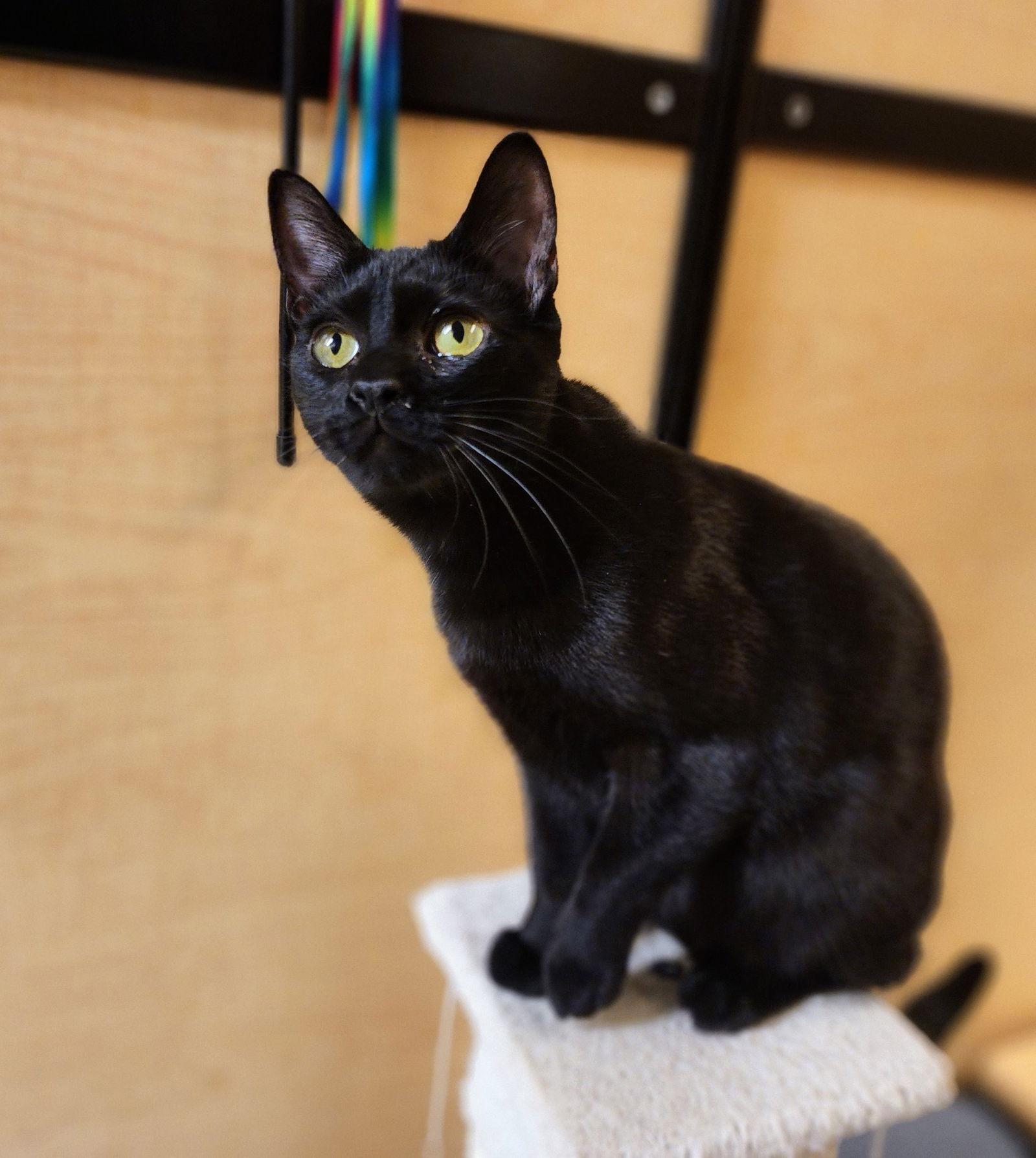 Enlarge Tweety Pie, a Adoptable Domestic Short Hair in Garland, TX image 2/3