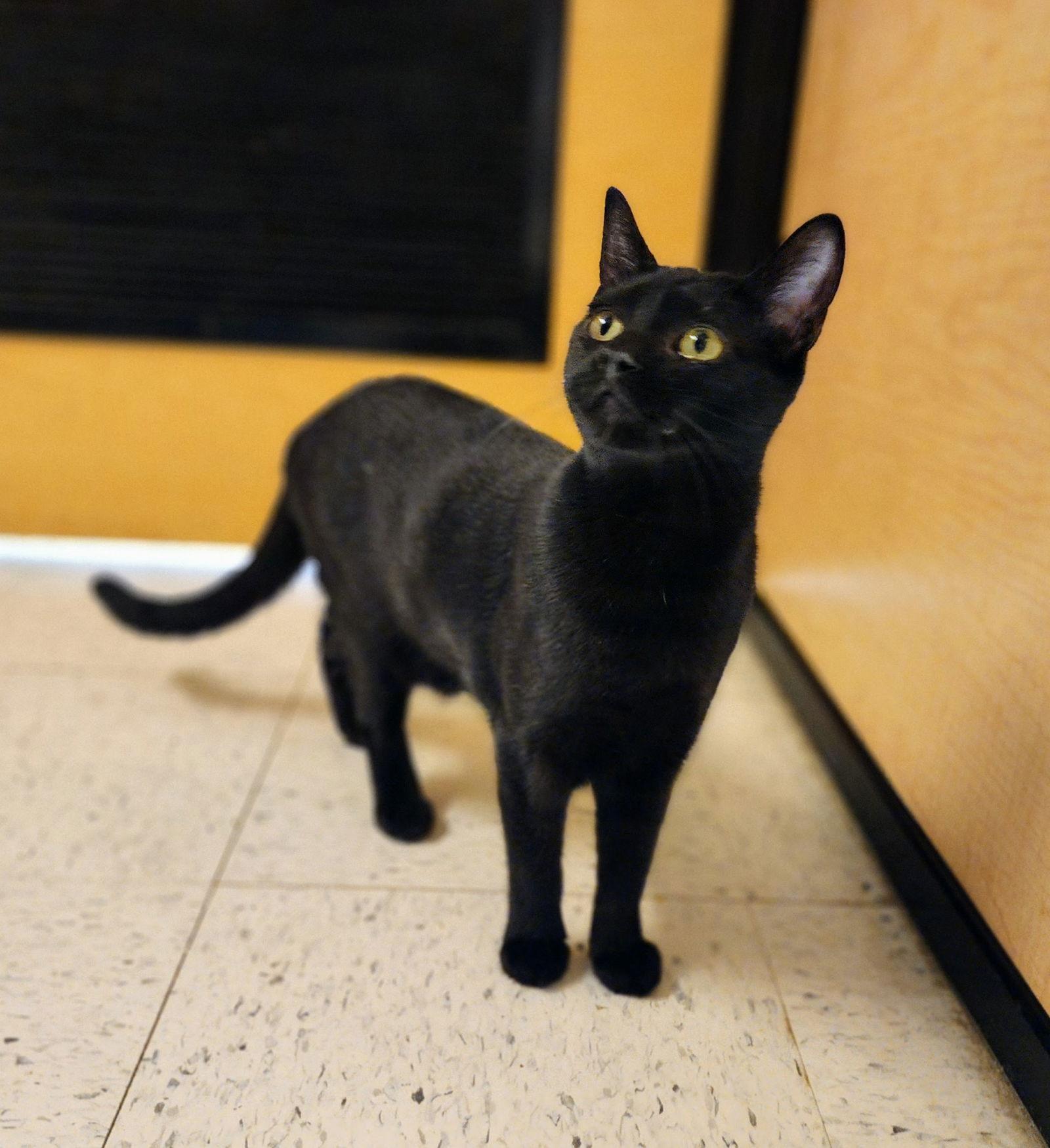 Enlarge Tweety Pie, a Adoptable Domestic Short Hair in Garland, TX image 3/3