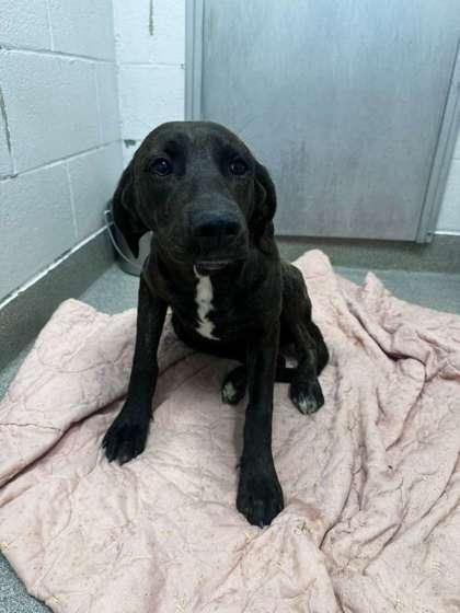 Enlarge Rose, a Adoptable mixed breed in Gulfport, MS image 1/1