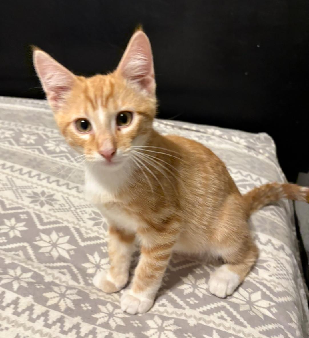 Enlarge Carameowl Macchiato, an adopted Domestic Short Hair in La Canada, CA image 1/1