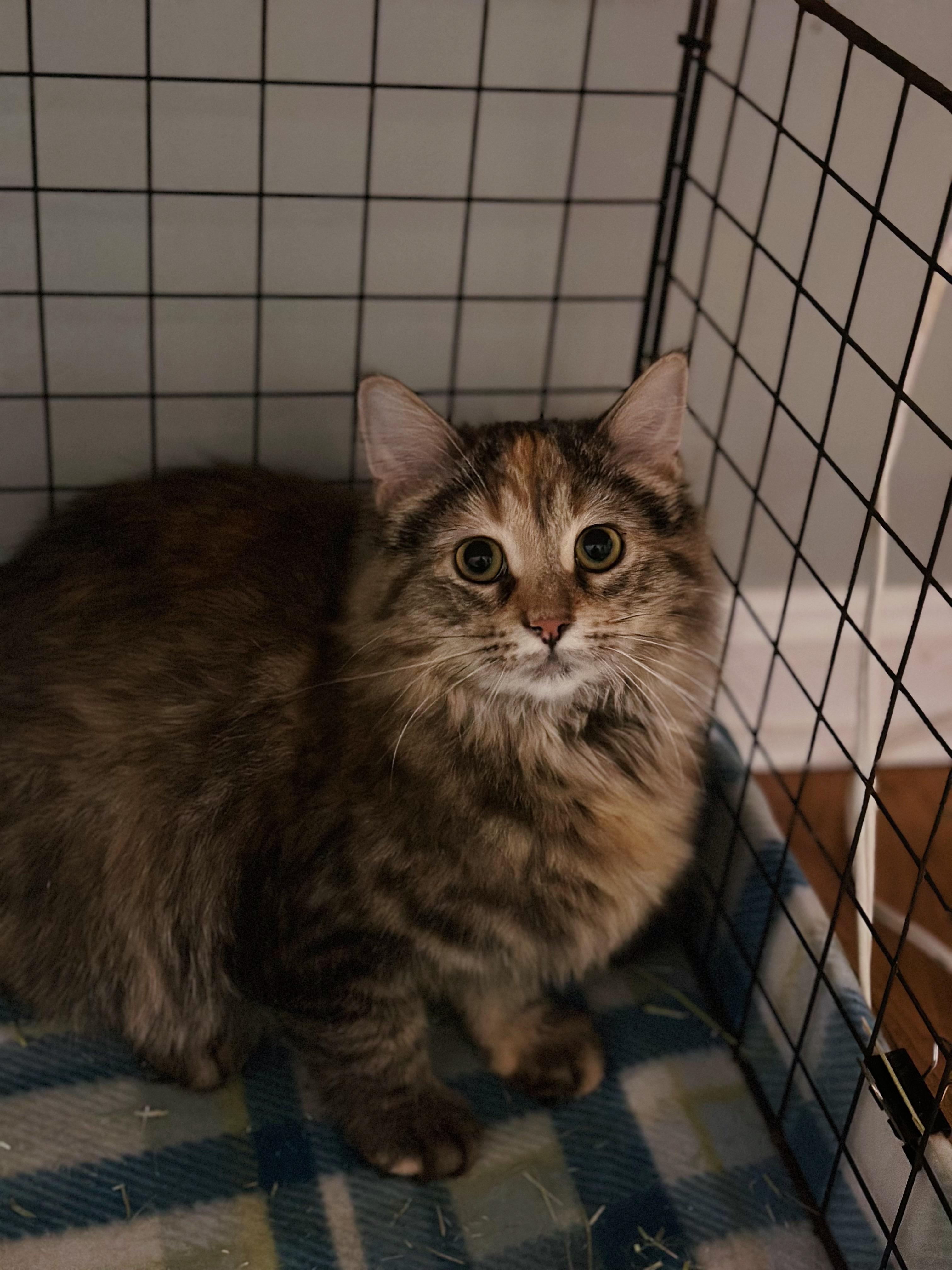 Enlarge Willow, a Adoptable Domestic Long Hair in Sterling Heights, MI image 1/1