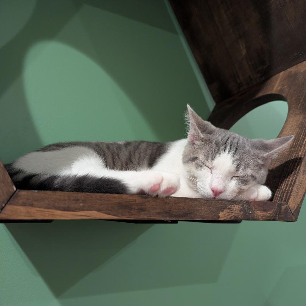 Merlin, Adoptable, Kitten Male Domestic Short Hair & Domestic Short Hair.