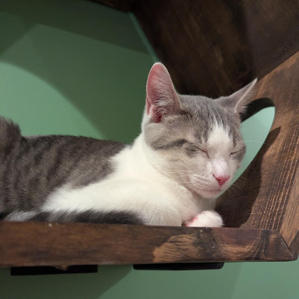 Merlin, Adoptable, Kitten Male Domestic Short Hair & Domestic Short Hair.