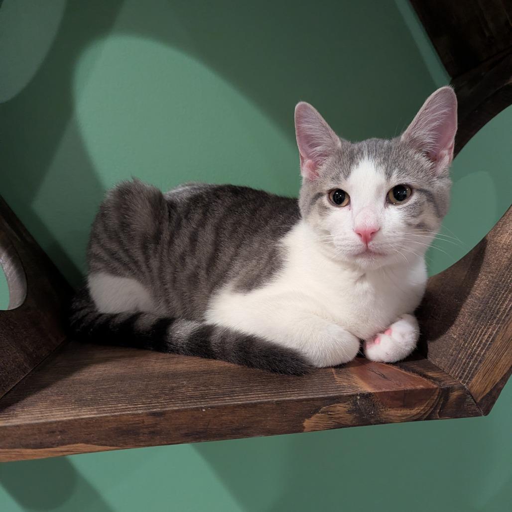 Merlin, a Adoptable mixed breed in La Grange, KY image 2/4