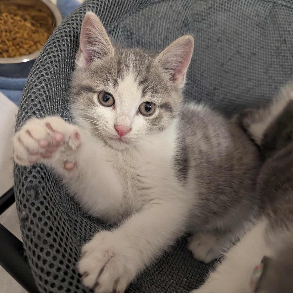 Merlin, a Adoptable mixed breed in La Grange, KY image 4/4