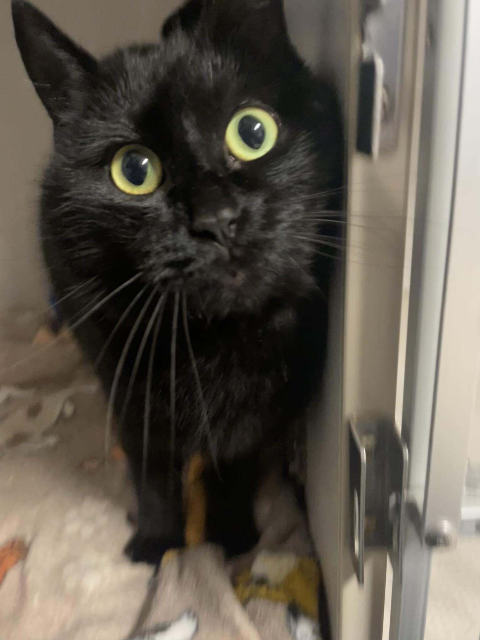 Aimie, a ADOPTABLE Domestic Short Hair in St. Maries, ID image 1/2