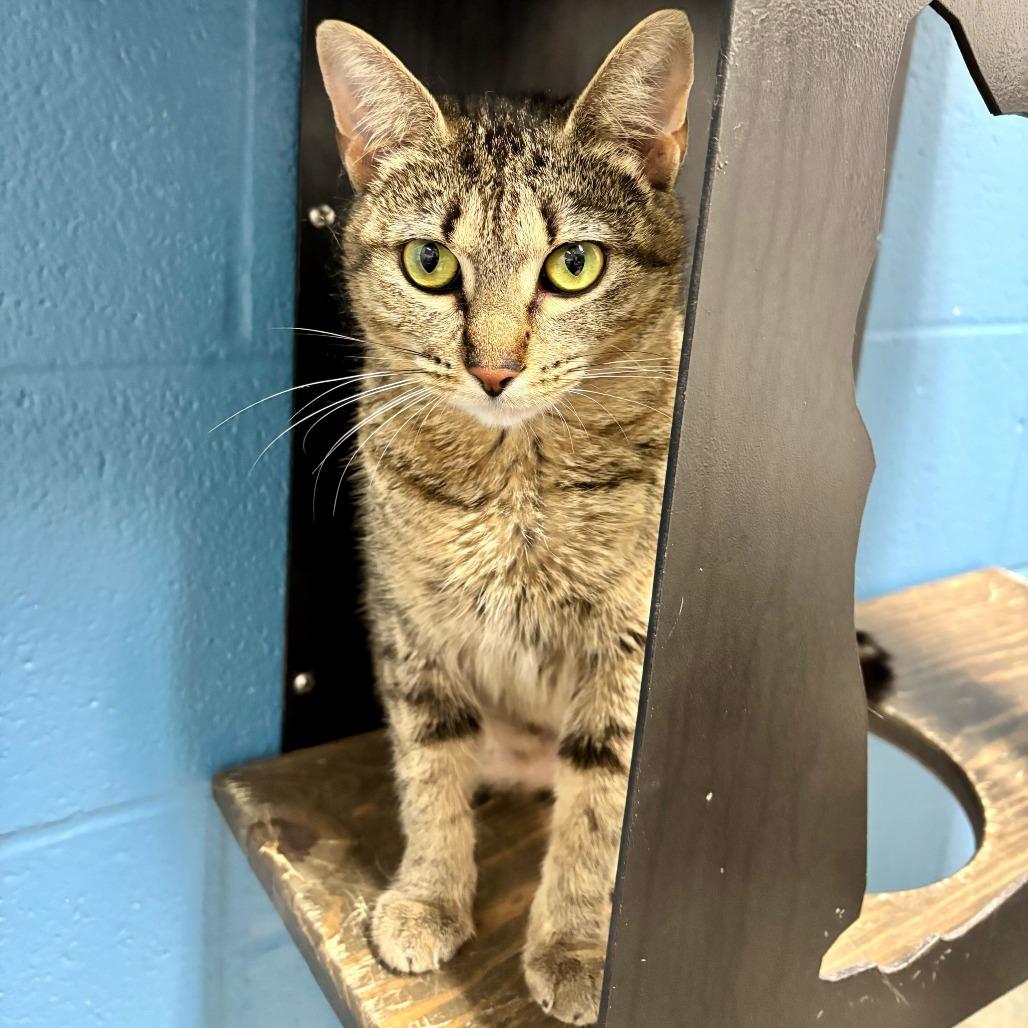 Enlarge Unsalted, a Adoptable Domestic Short Hair in Carencro, LA image 1/5