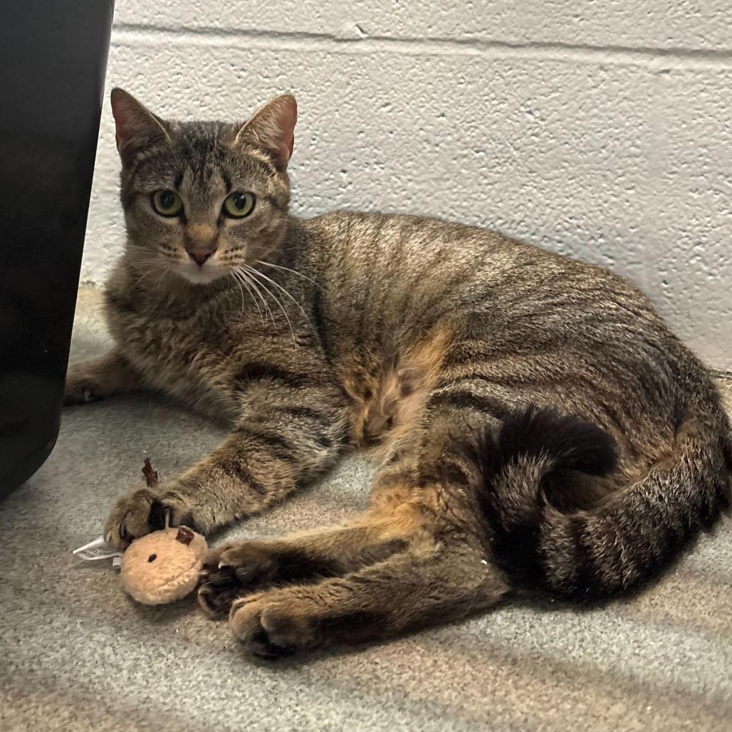 Enlarge Unsalted, a Adoptable Domestic Short Hair in Carencro, LA image 2/5