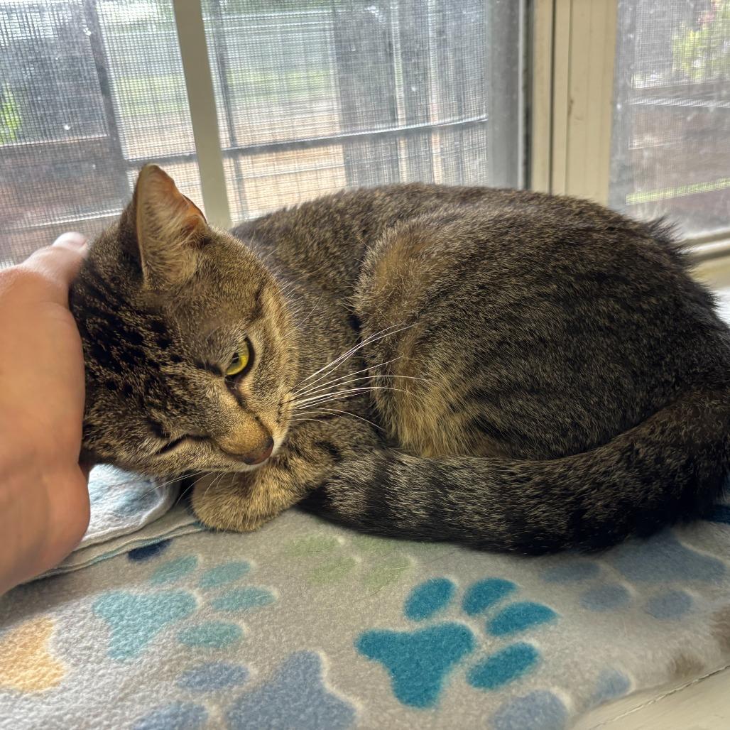 Enlarge Unsalted, a Adoptable Domestic Short Hair in Carencro, LA image 3/5