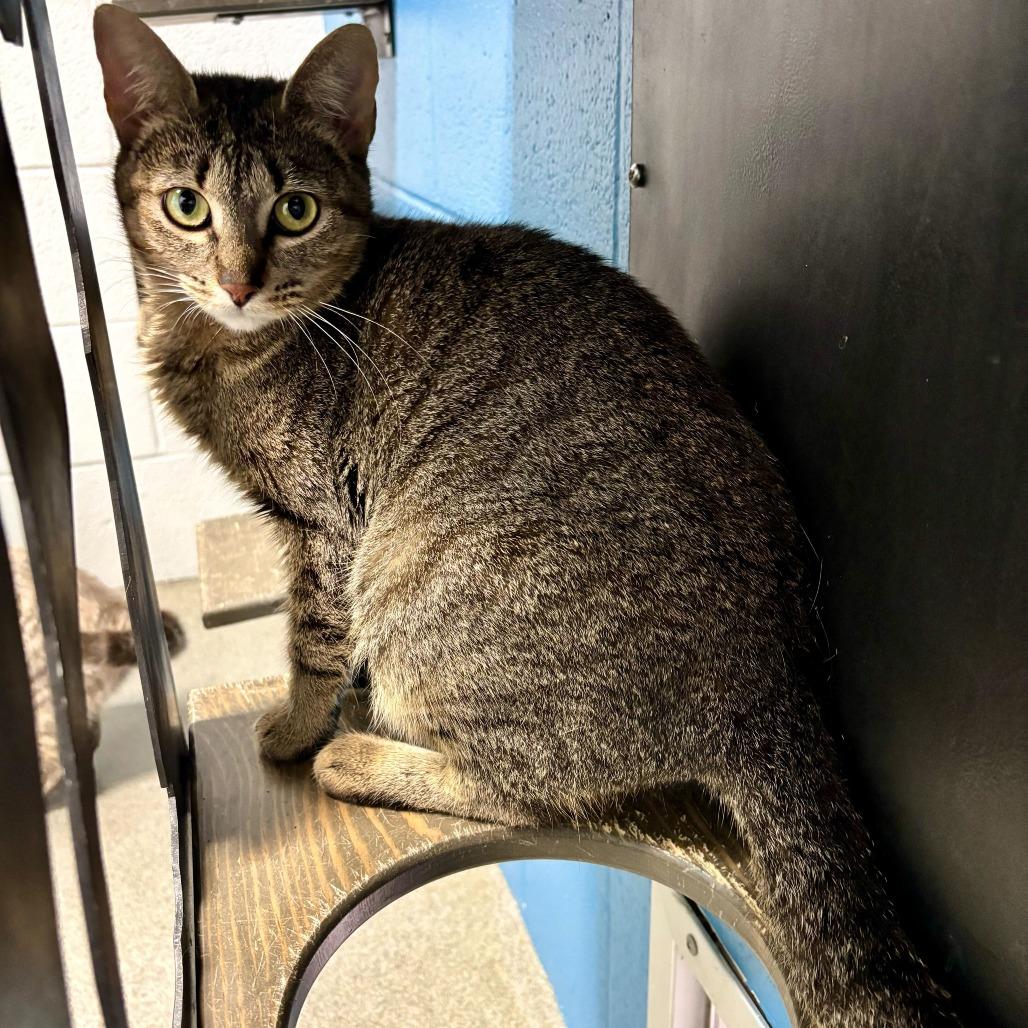 Enlarge Unsalted, a Adoptable Domestic Short Hair in Carencro, LA image 4/5