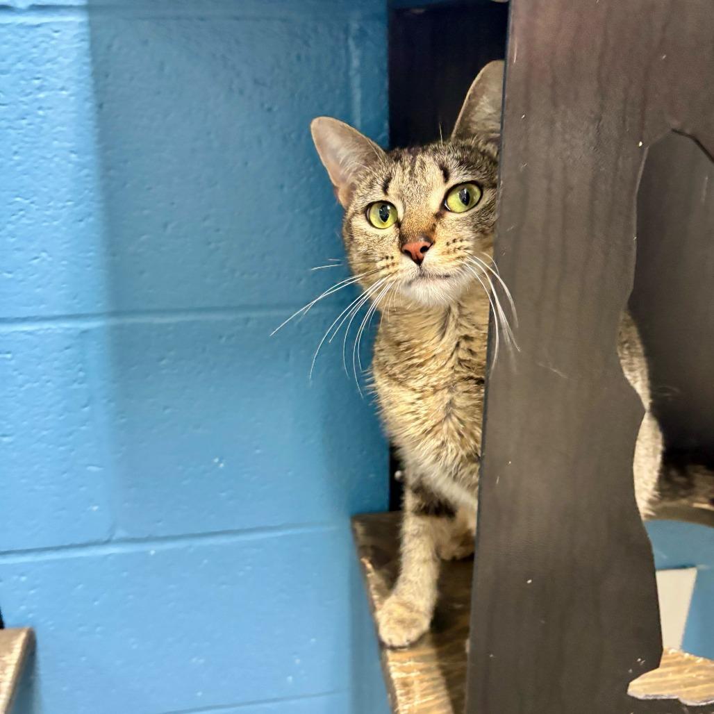 Enlarge Unsalted, a Adoptable Domestic Short Hair in Carencro, LA image 5/5
