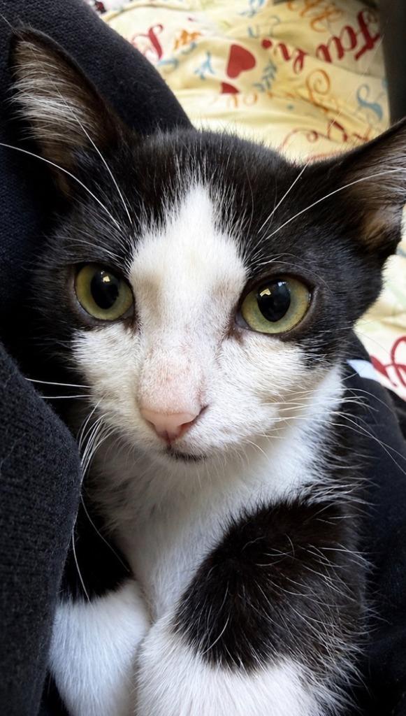 Gatsby, a Adoptable mixed breed in Sherwood, AR image 1/2