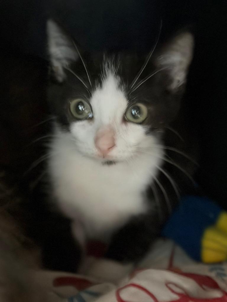 Gatsby, a Adoptable mixed breed in Sherwood, AR image 2/2