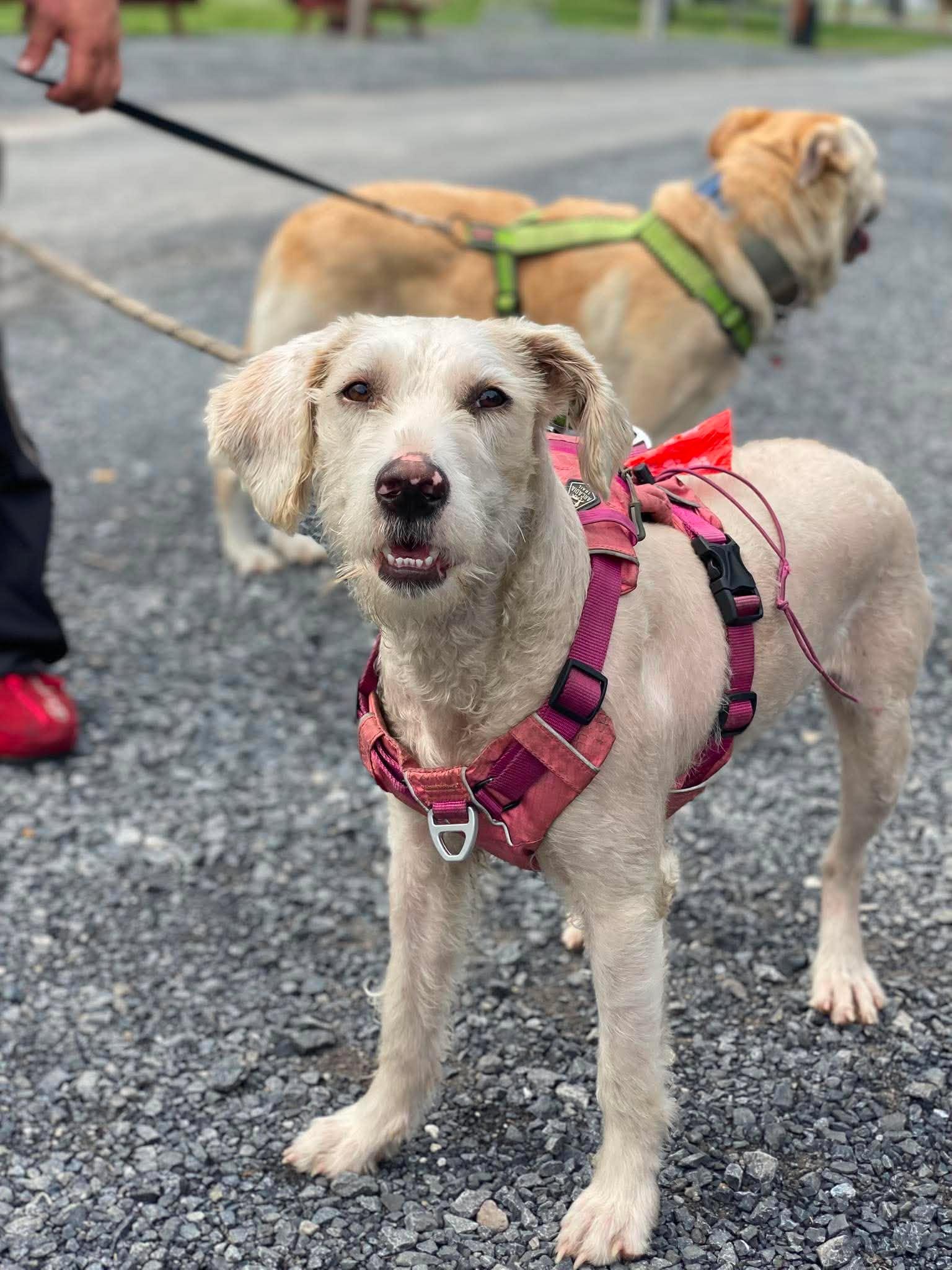 Winter, Adopted, Puppy Female Golden Retriever & Poodle.