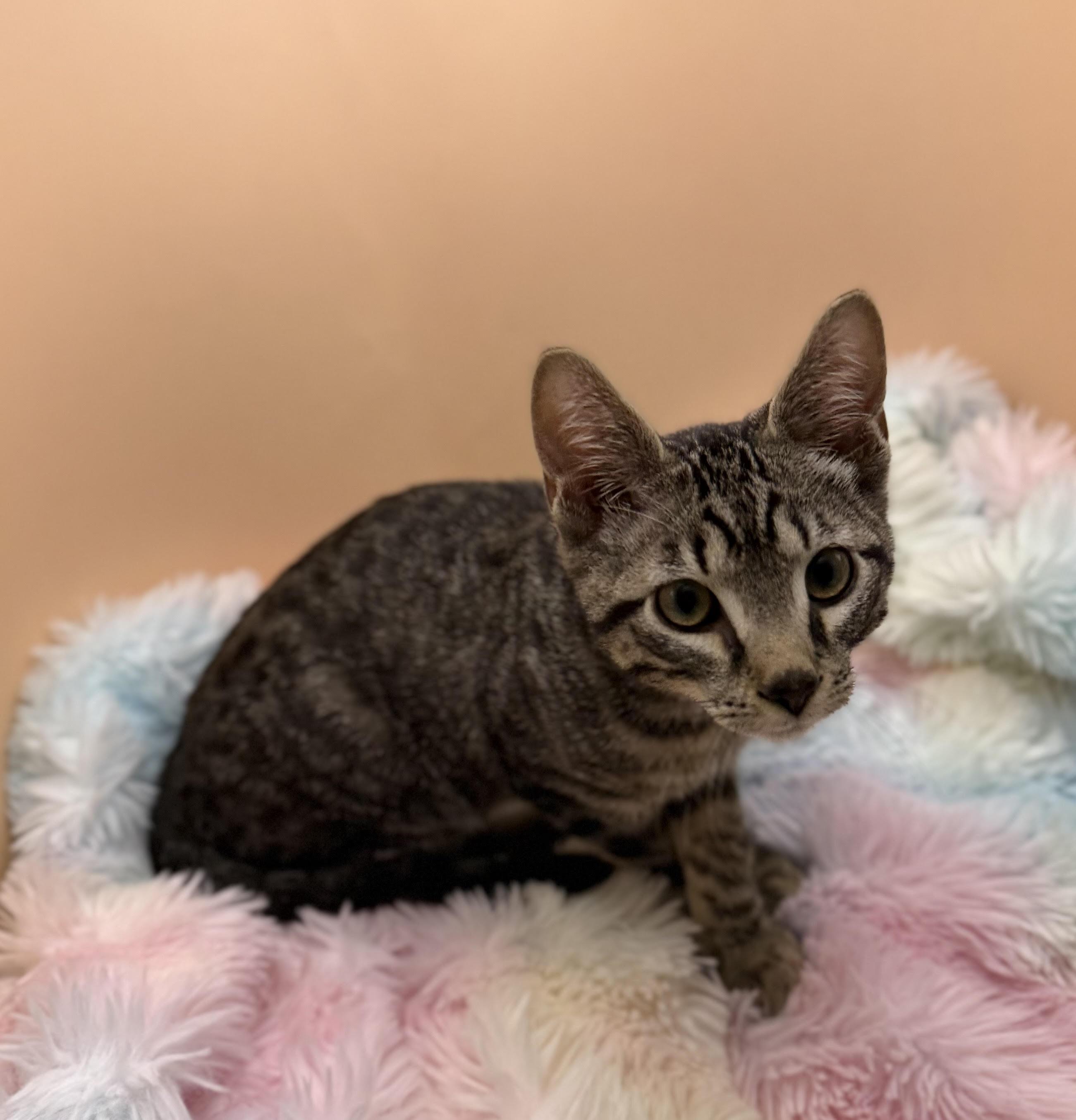 Enlarge Gizmo, a Adoptable mixed breed in Lacey, WA image 4/5