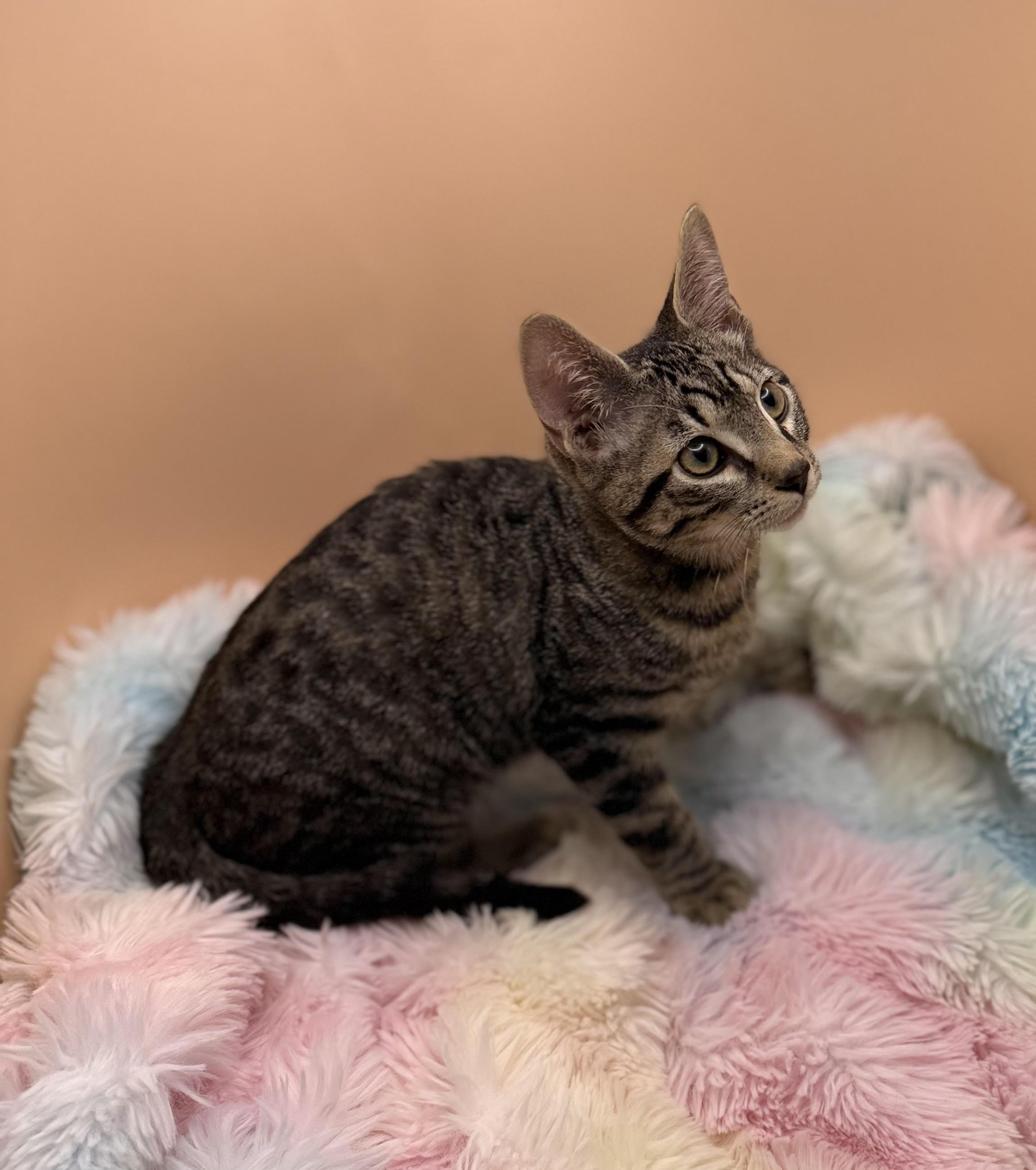 Enlarge Gizmo, a Adoptable mixed breed in Lacey, WA image 3/5