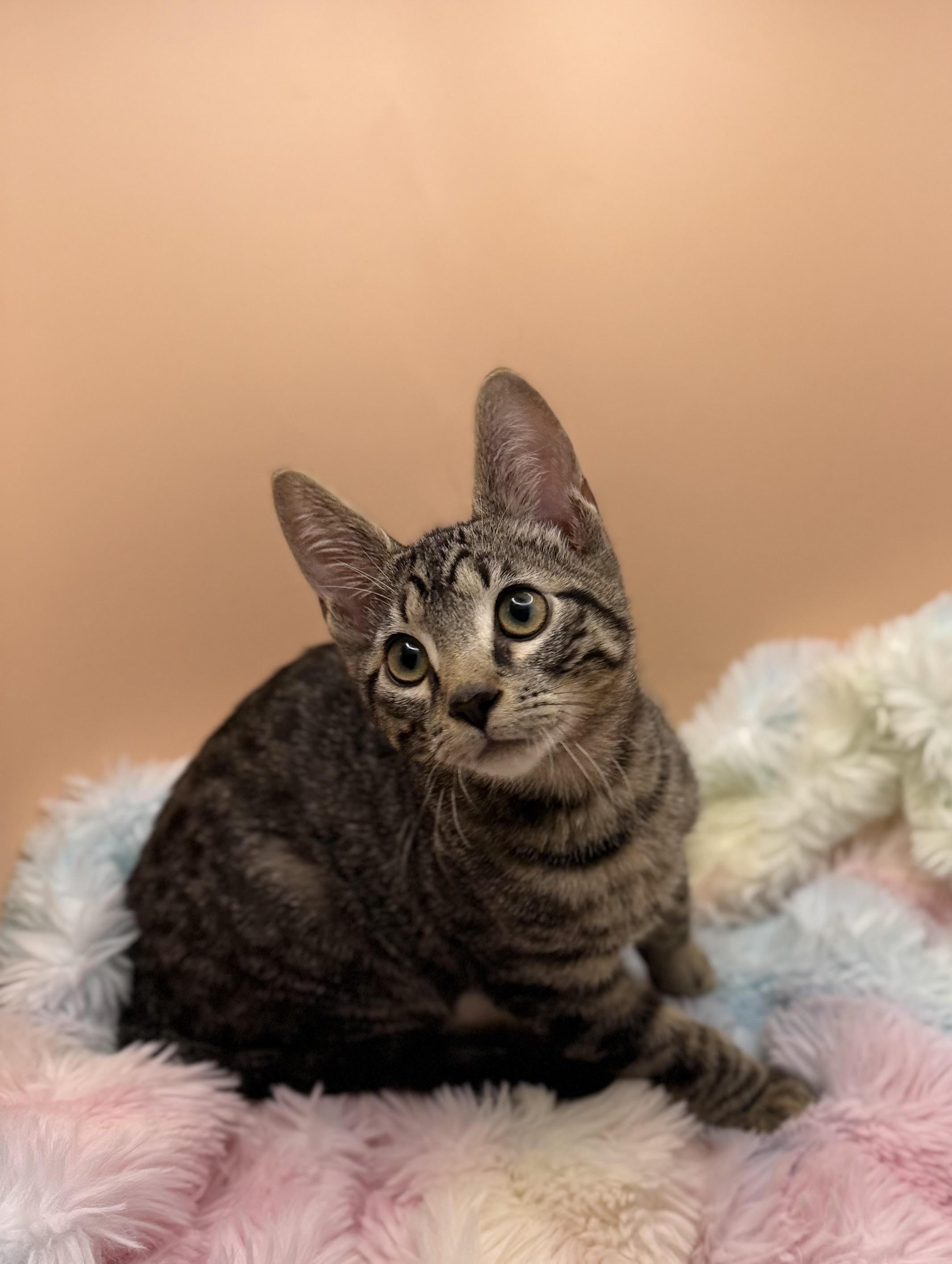 Enlarge Gizmo, a Adoptable mixed breed in Lacey, WA image 2/5