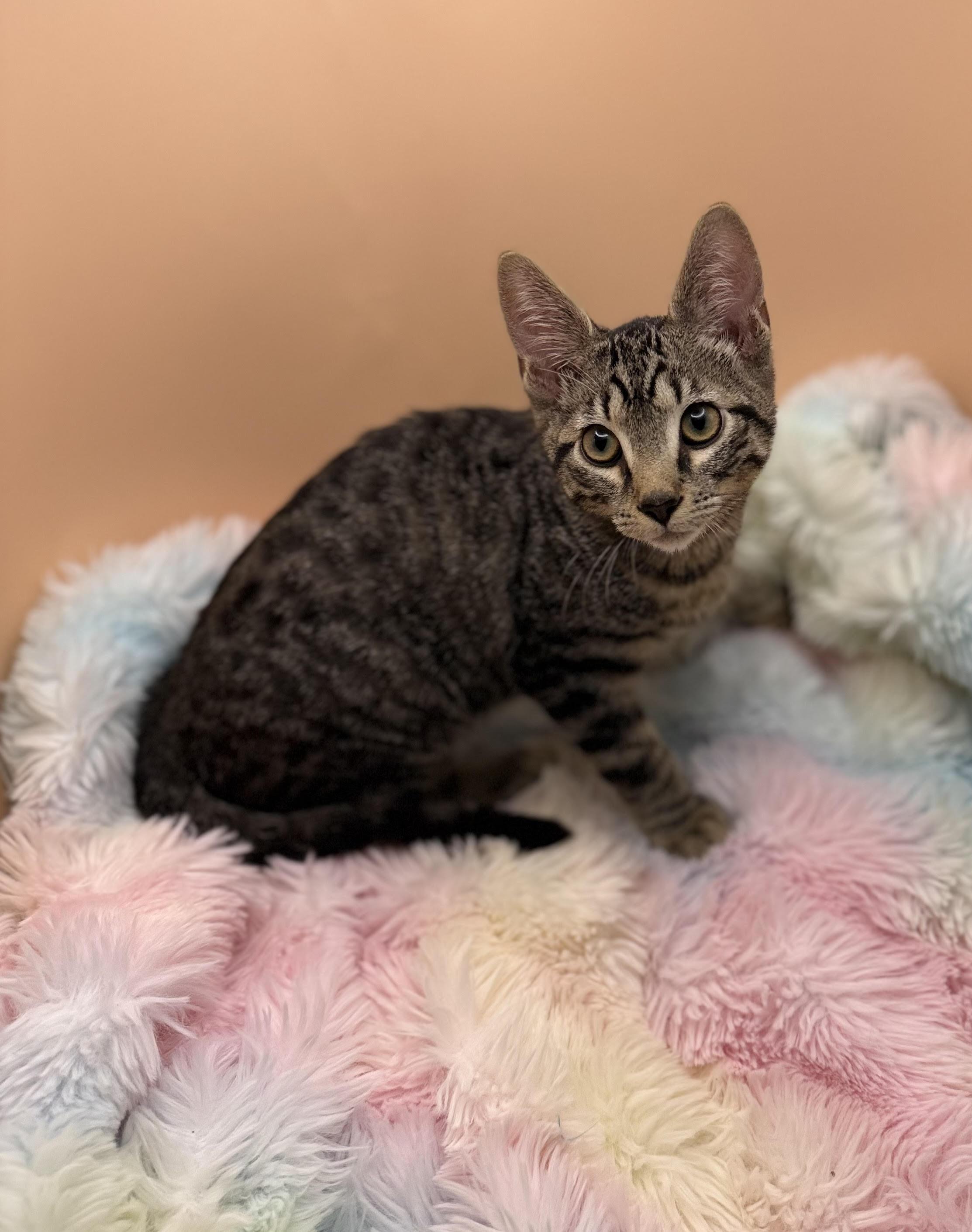 Enlarge Gizmo, a Adoptable mixed breed in Lacey, WA image 5/5