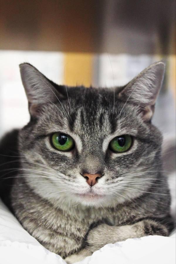 Grey, Adoptable, Adult Female Domestic Short Hair.