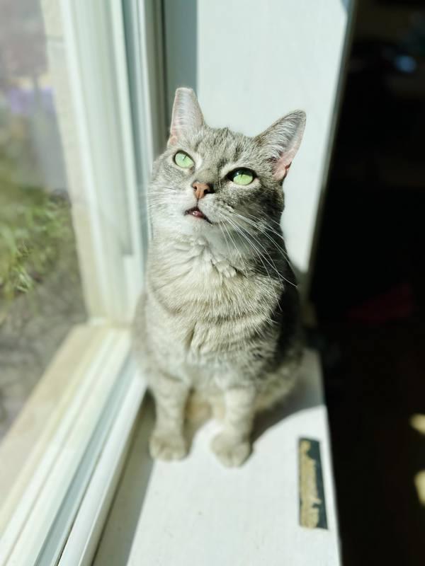 Enlarge Grey, a Adoptable mixed breed in Indiana, PA image 2/6