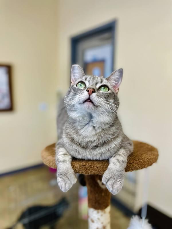 Enlarge Grey, a Adoptable mixed breed in Indiana, PA image 3/6