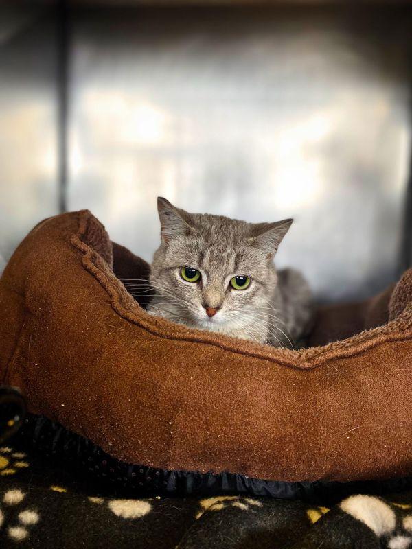 Enlarge Grey, a Adoptable mixed breed in Indiana, PA image 4/6