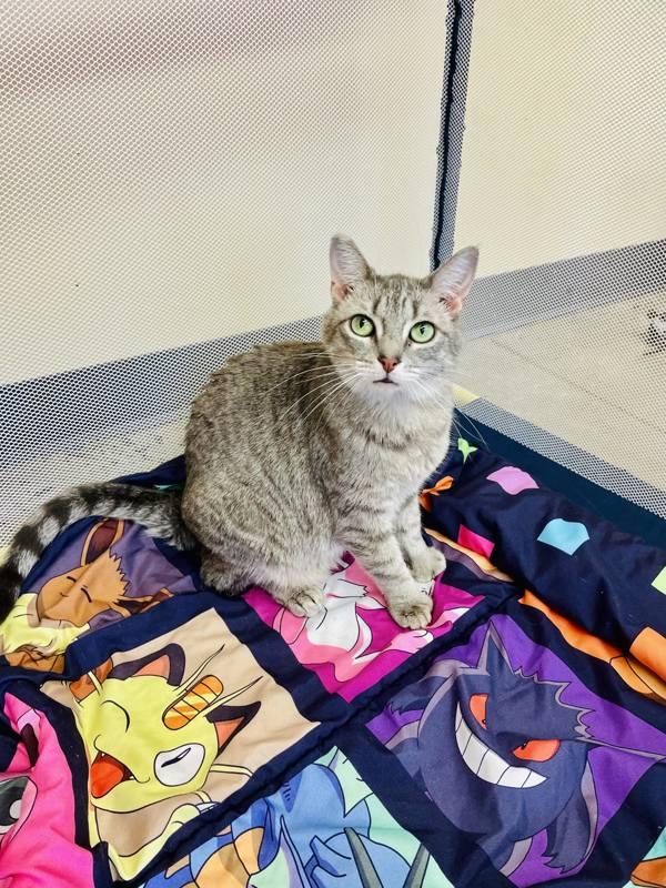 Enlarge Grey, a Adoptable mixed breed in Indiana, PA image 5/6