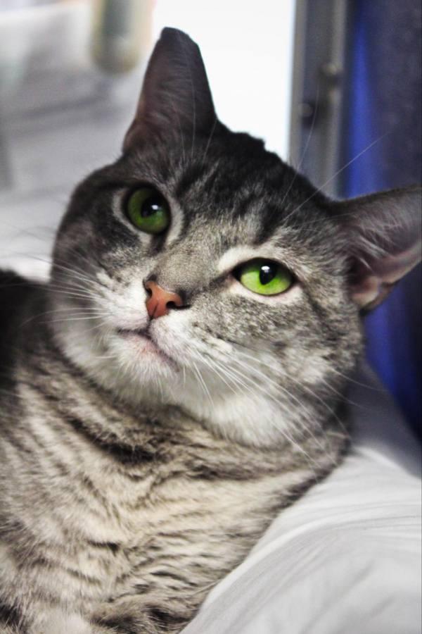 Enlarge Grey, a Adoptable mixed breed in Indiana, PA image 6/6