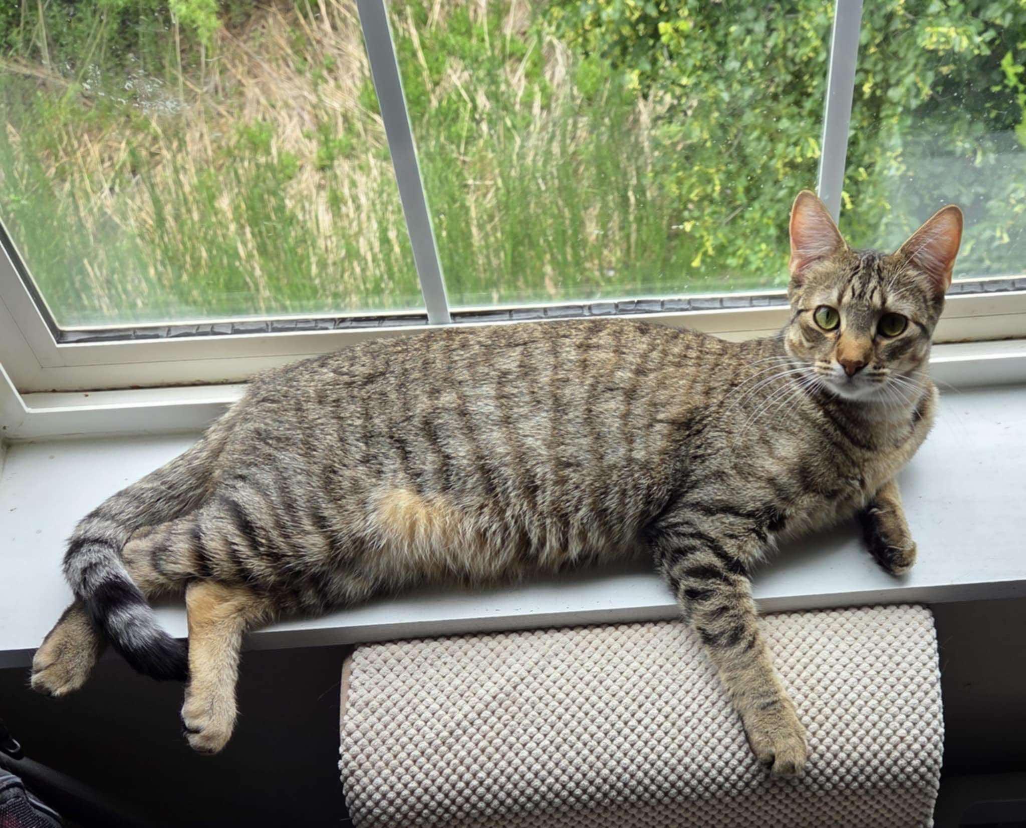 Roscoe, an adoptable British Shorthair in Sioux Falls, SD, 57101 | Photo Image 2