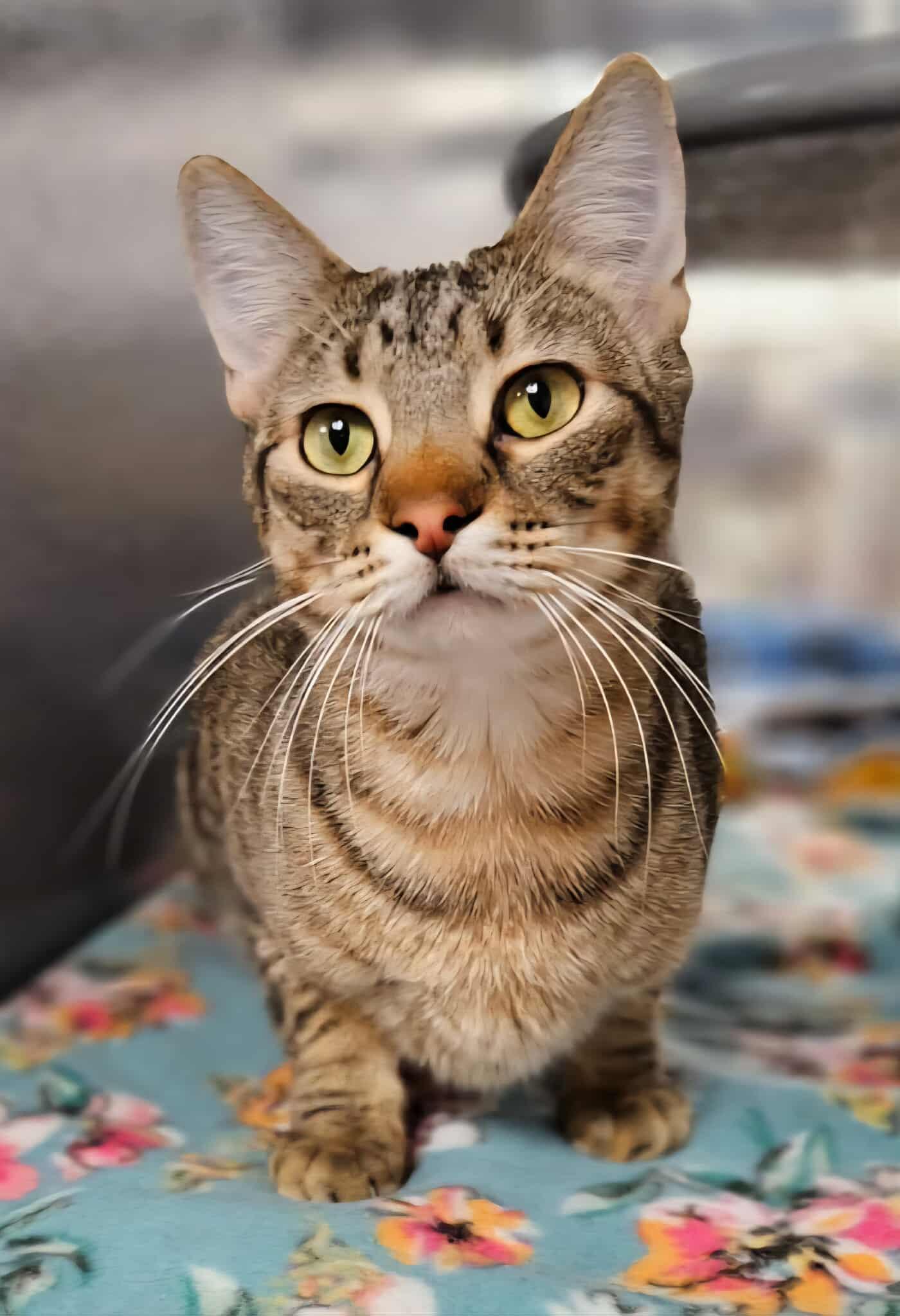 Roscoe, Adoptable, Young Male British Shorthair.
