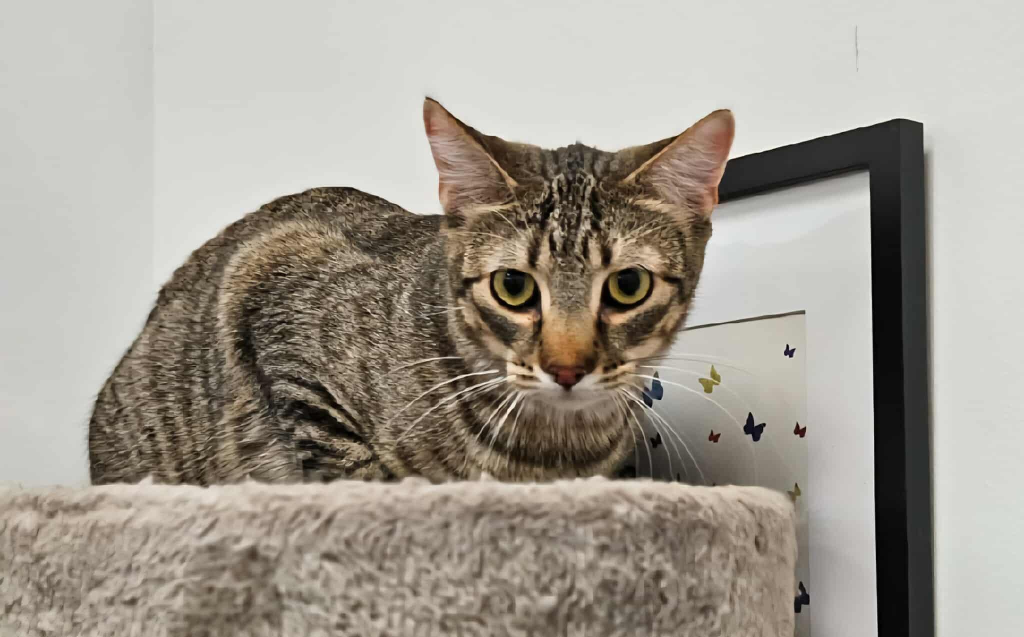 *Roscoe, an adoptable British Shorthair in Sioux Falls, SD, 57110 | Photo Image 3