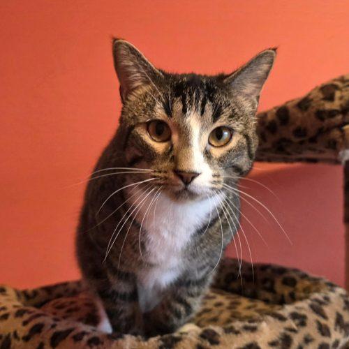 Gouda, Adoptable, Young Female Domestic Short Hair.