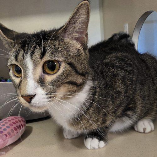 Enlarge Gouda, a Adoptable Domestic Short Hair in Elizabeth, IL image 1/6