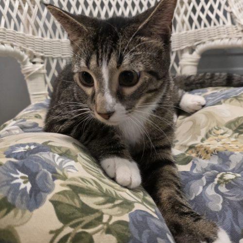 Enlarge Gouda, a Adoptable Domestic Short Hair in Elizabeth, IL image 2/6