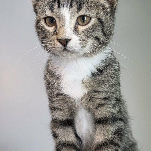 Enlarge Gouda, a Adoptable Domestic Short Hair in Elizabeth, IL image 3/6