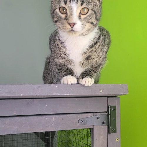 Enlarge Gouda, a Adoptable Domestic Short Hair in Elizabeth, IL image 4/6