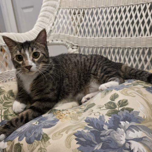 Enlarge Gouda, a Adoptable Domestic Short Hair in Elizabeth, IL image 5/6