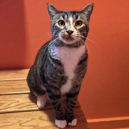 Enlarge Gouda, a Adoptable Domestic Short Hair in Elizabeth, IL image 4/5
