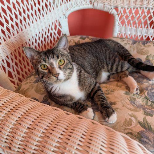 Enlarge Gouda, a Adoptable Domestic Short Hair in Elizabeth, IL image 6/6