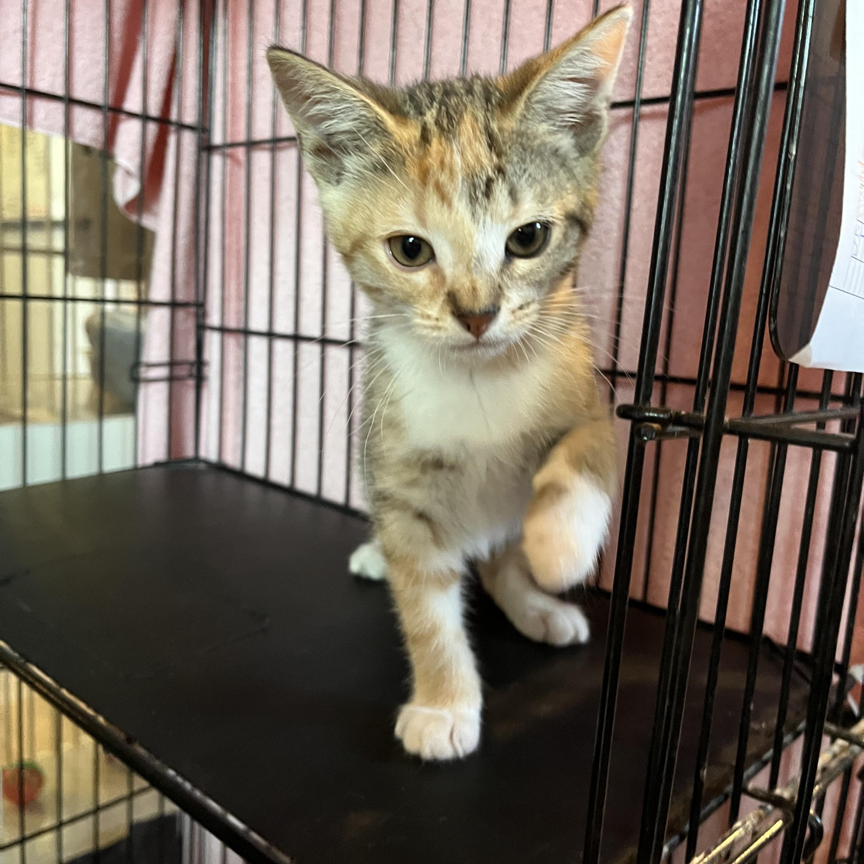 Enlarge Goldilocks, an adopted Domestic Short Hair in Salisbury, MA image 3/5