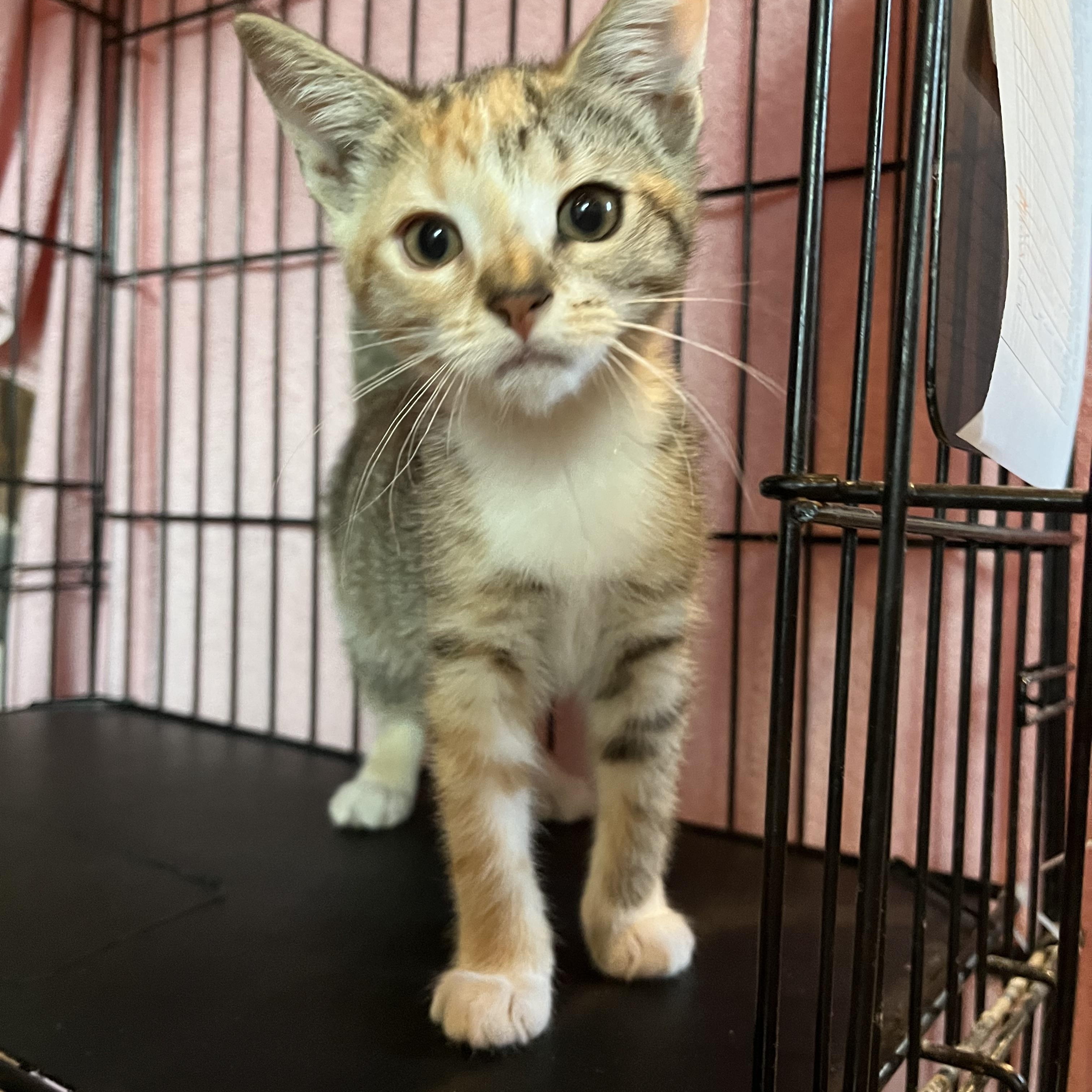 Enlarge Goldilocks, an adopted Domestic Short Hair in Salisbury, MA image 2/5