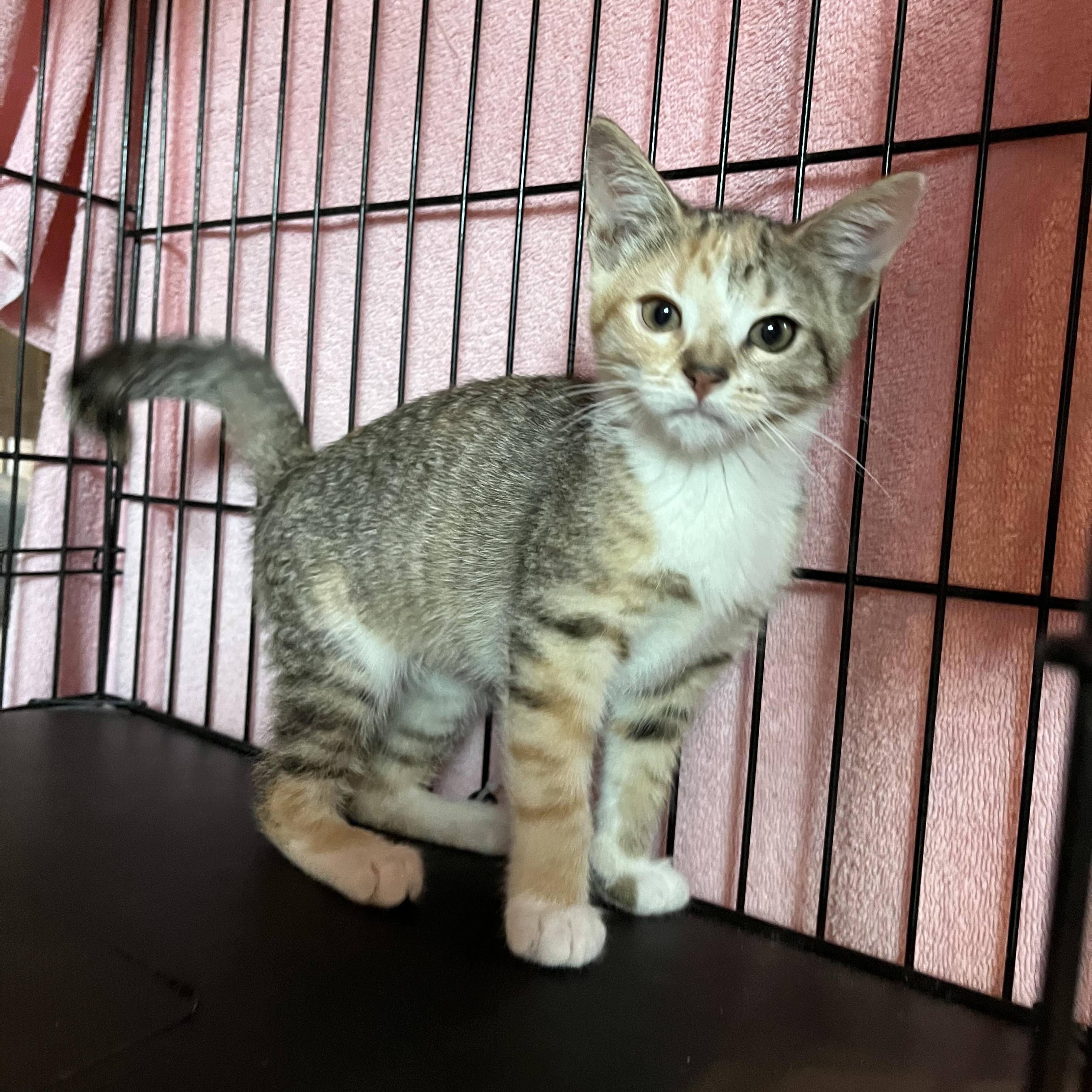 Enlarge Goldilocks, an adopted Domestic Short Hair in Salisbury, MA image 1/5